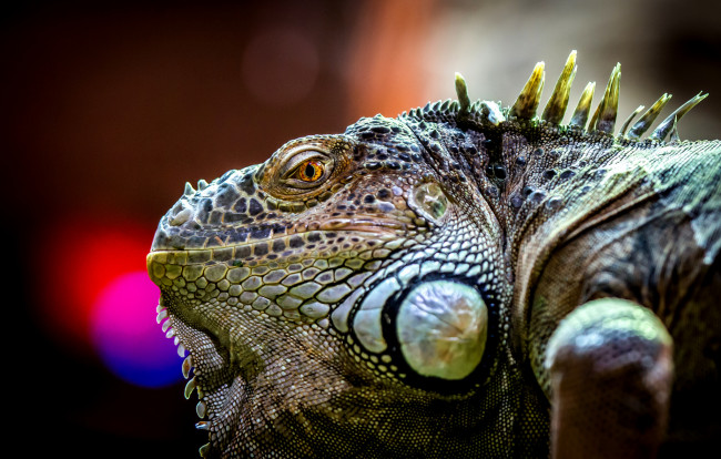 Обои картинки фото животные, Ящерицы,  игуаны,  вараны, хладнокровное