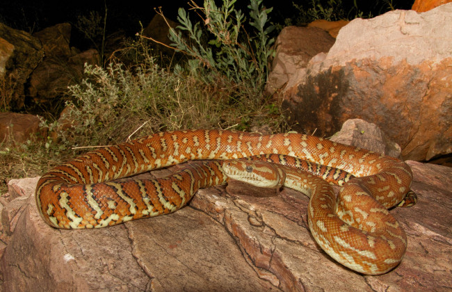 Обои картинки фото животные, змеи,  питоны,  кобры, змея