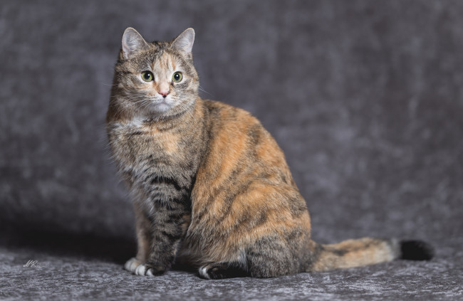 Обои картинки фото животные, коты, киса