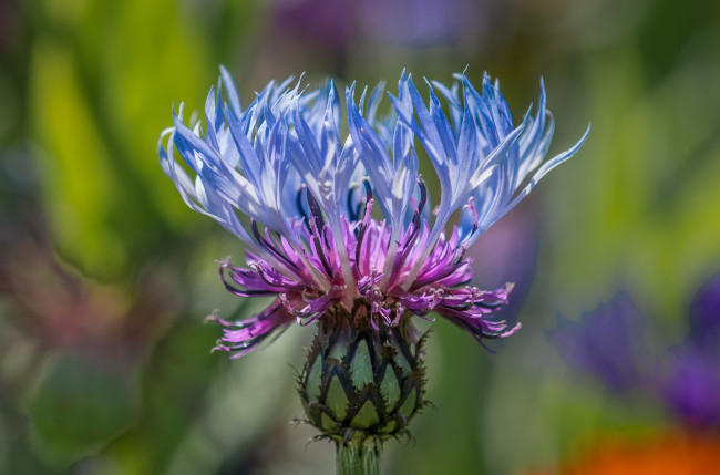 Обои картинки фото цветы, луговые , полевые,  цветы, чертополох