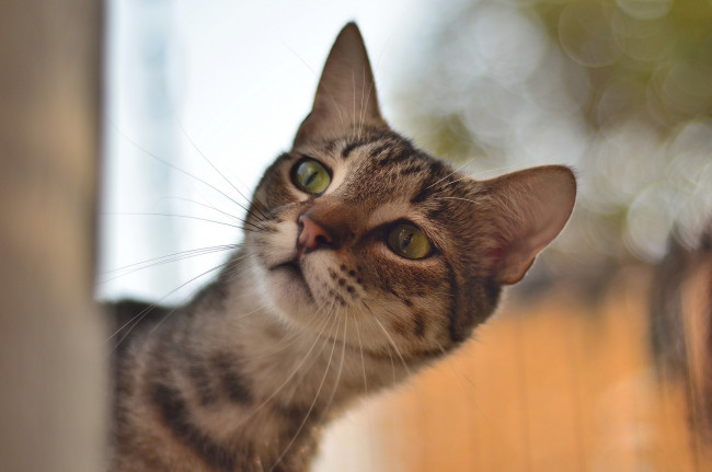 Обои картинки фото животные, коты, кот