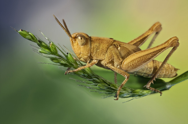 Обои картинки фото животные, кузнечики,  саранча, кузнечик