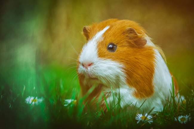 Обои картинки фото животные, морские свинки,  хомяки, свинка
