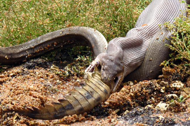 Обои картинки фото схватка , питон и крокодил, животные, змеи,  питоны,  кобры, схватка, питон, крокодил, борьба, охота