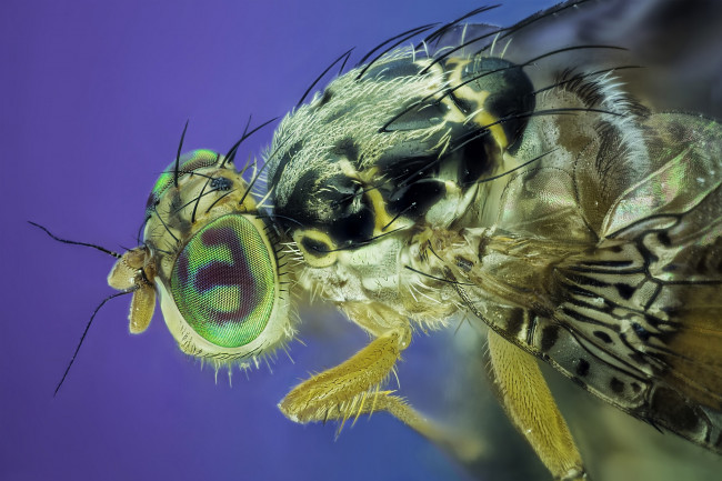 Обои картинки фото животные, насекомые, макро