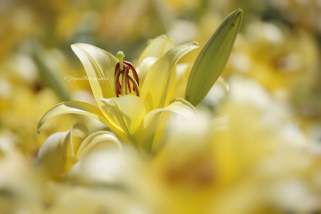 Обои картинки фото цветы, лилии,  лилейники, лилия