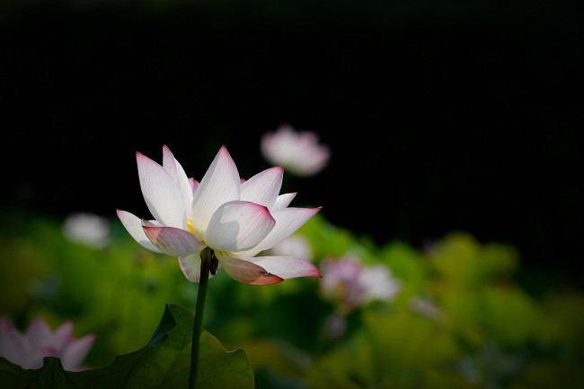 Обои картинки фото цветы, лотосы, бутон, фон, лепестки