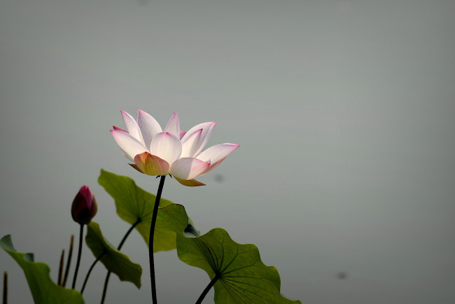 Обои картинки фото цветы, лотосы, фон, лепестки, бутон