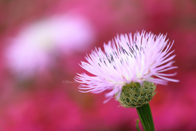 Обои картинки фото цветы, луговые , полевые,  цветы, макро