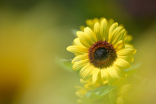 Обои картинки фото цветы, подсолнухи, подсолнух, размытость