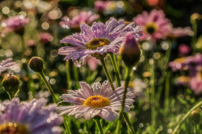 Обои картинки фото цветы, ромашки, бутоны, макро, роса