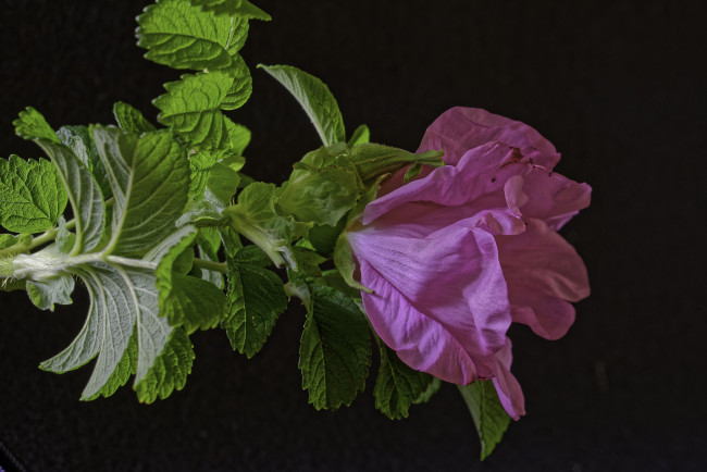 Обои картинки фото цветы, шиповник, лепесткилистья, листья, лепестки