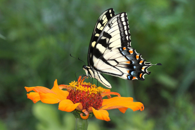 Обои картинки фото животные, бабочки,  мотыльки,  моли, бабочка