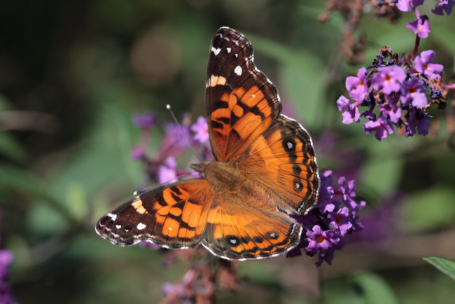 Обои картинки фото животные, бабочки,  мотыльки,  моли, бабочка