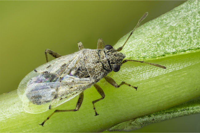 Обои картинки фото животные, насекомые, жук