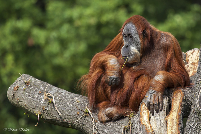 Обои картинки фото животные, обезьяны, оренгутан
