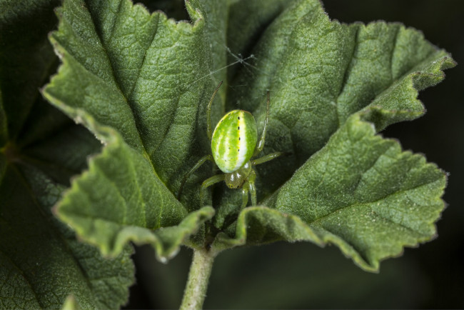 Обои картинки фото животные, пауки, паук