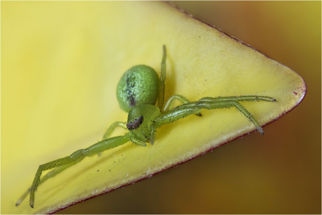 Обои картинки фото животные, пауки, паук