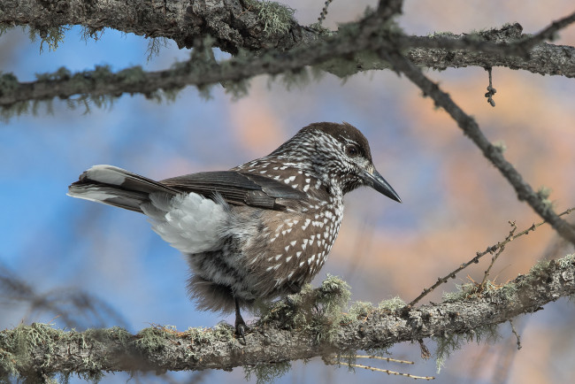 Обои картинки фото животные, птицы, птичка
