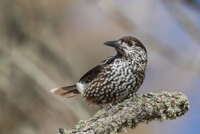 Обои картинки фото животные, птицы, птичка