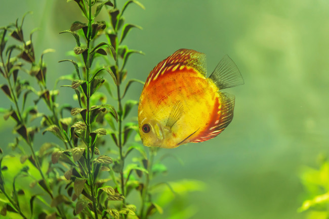 Обои картинки фото животные, рыбы, вода, водоросли, рыба