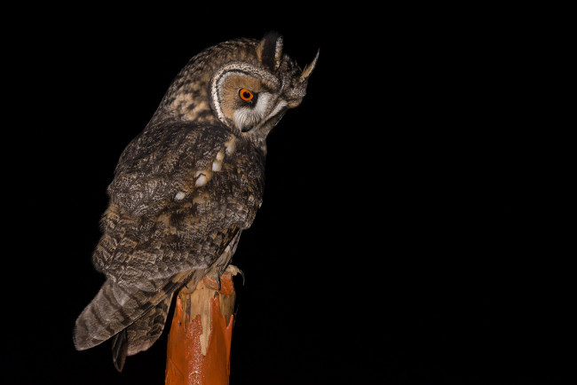 Обои картинки фото животные, совы, птичка