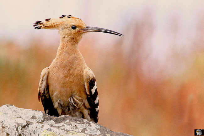 Обои картинки фото животные, удоды, птичка