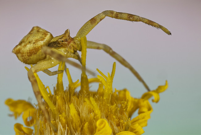 Обои картинки фото животные, пауки, паук