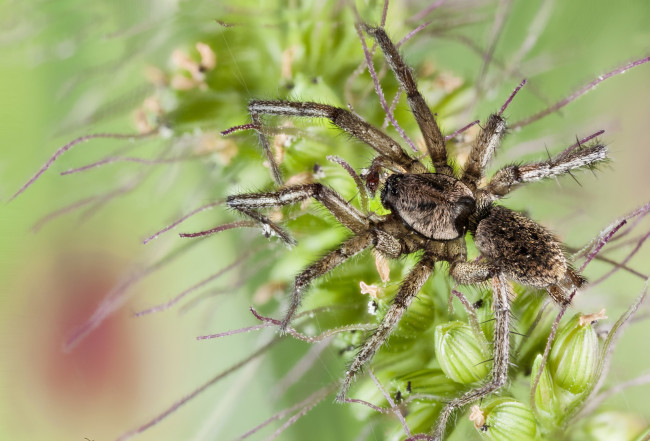 Обои картинки фото животные, пауки, паук