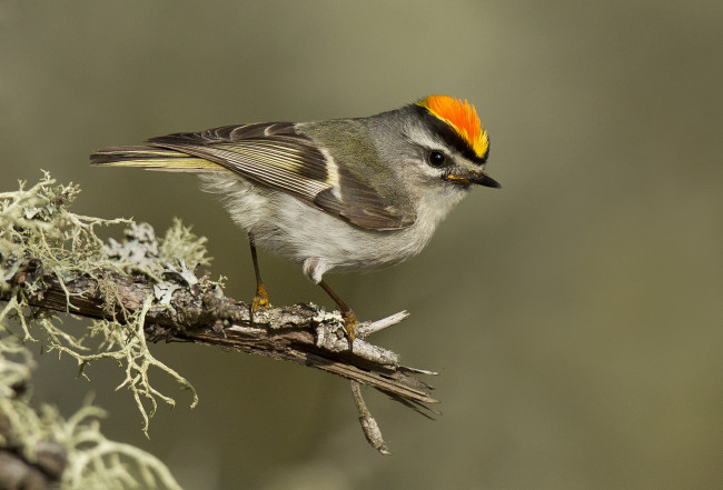 Обои картинки фото животные, птицы, птичка