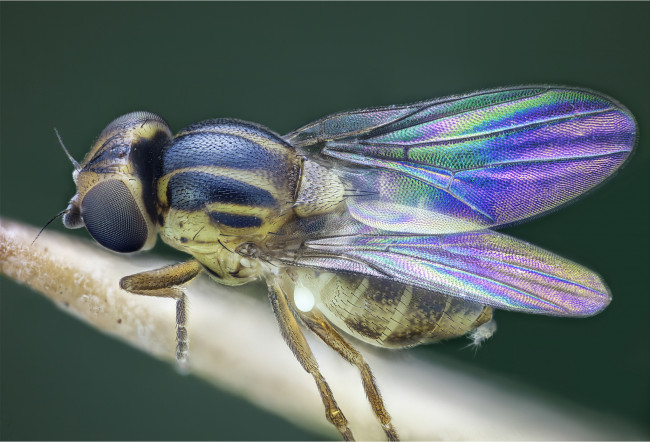 Обои картинки фото животные, насекомые, муха