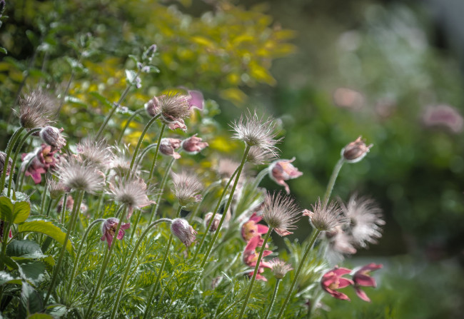 Обои картинки фото цветы, анемоны,  сон-трава, сон-трава