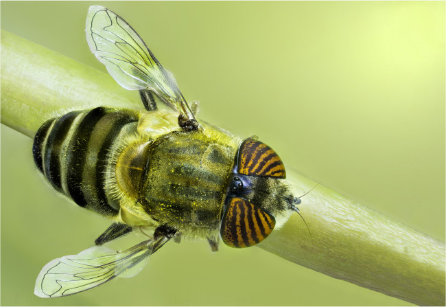 Обои картинки фото животные, насекомые, муха