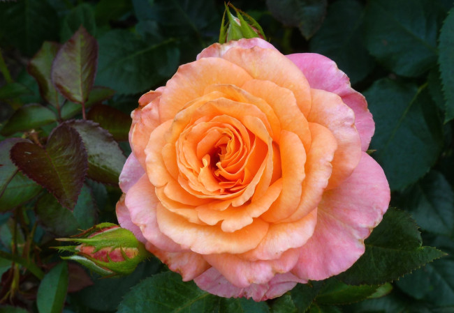 Обои картинки фото цветы, розы, роза