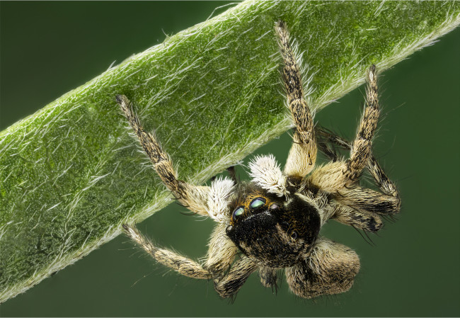 Обои картинки фото животные, пауки, паук