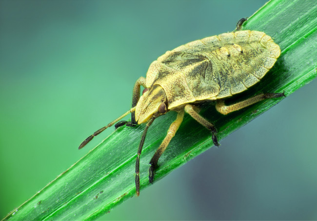 Обои картинки фото животные, насекомые, жук