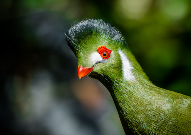 Обои картинки фото животные, турако, птица