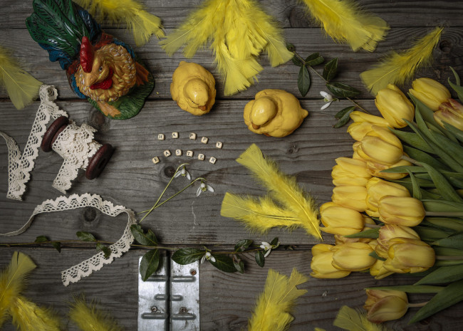 Обои картинки фото цветы, тюльпаны, куры, лента