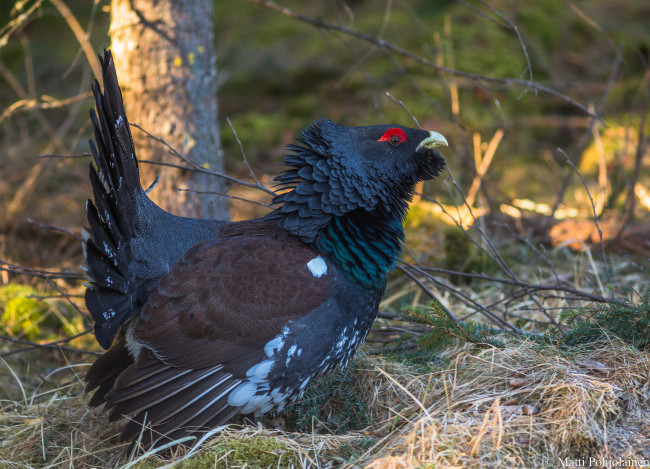 Обои картинки фото животные, глухари,  тетерева, птичка