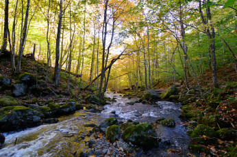 Картинка природа реки озера река лес