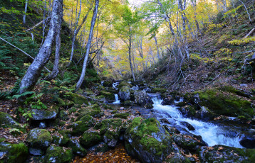 Картинка природа реки озера река лес