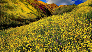 Картинка природа луга горы цветы