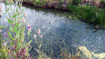 Картинка природа реки озера ручей