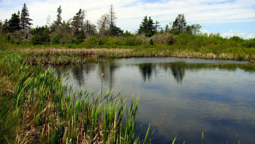 Картинка природа реки озера вода камыши река