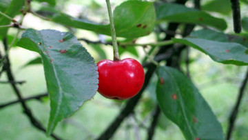 Картинка природа Ягоды вишня