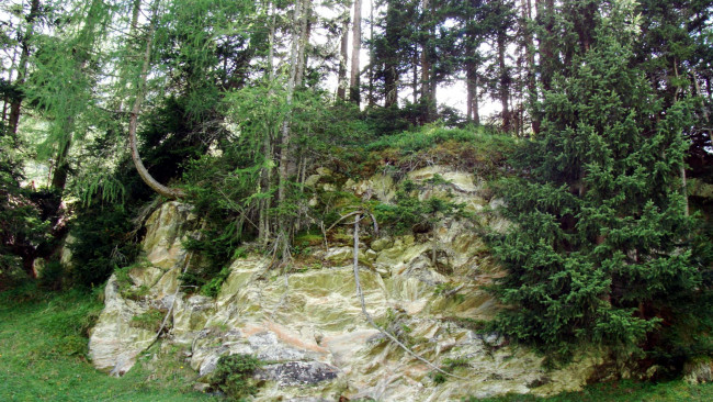 Обои картинки фото природа, лес, деревья, ели