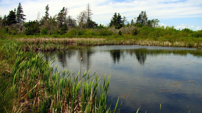 Обои картинки фото природа, реки, озера, вода, камыши, река