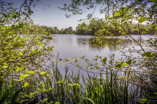 Обои картинки фото природа, реки, озера, река, лес