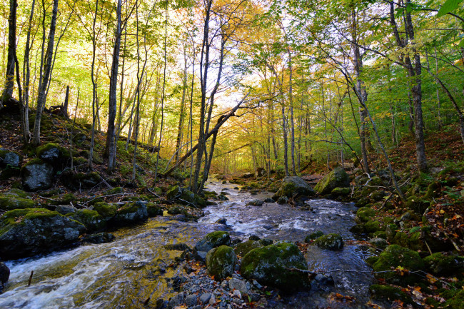 Обои картинки фото природа, реки, озера, река, лес