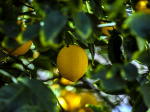 Картинка природа плоды лимон
